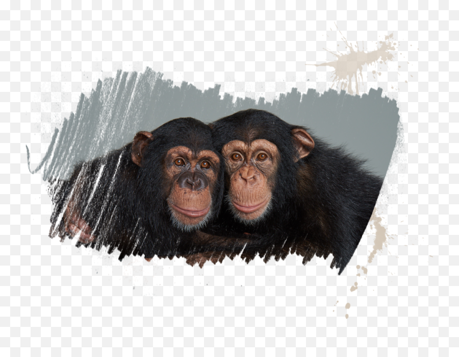 Chimpanzees Emoji,Chimp Png