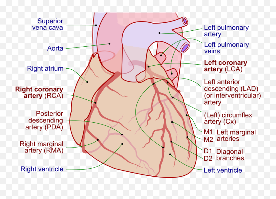 Coronary Arteries - Wikipedia Emoji,Human Heart Transparent Background