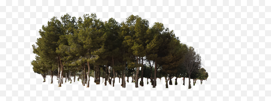 Pine Tree Forest Png Png Image With No - Pine Forest Png Emoji,Forest Png