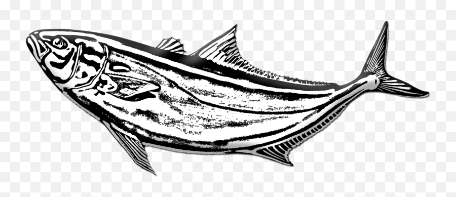 Download Free Photo Of Fish Amberjack Fish Fishing Black Emoji,Ocean Clipart Black And White