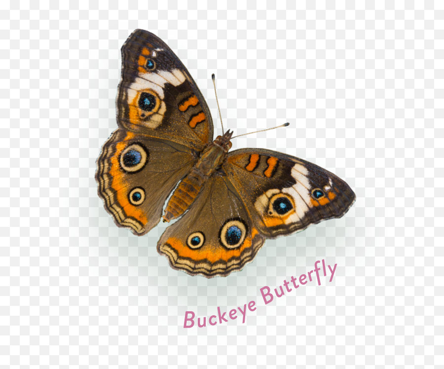 Eric Carleu0027s World Of Wildlife - Bronx Zoo Emoji,The Very Hungry Caterpillar Clipart