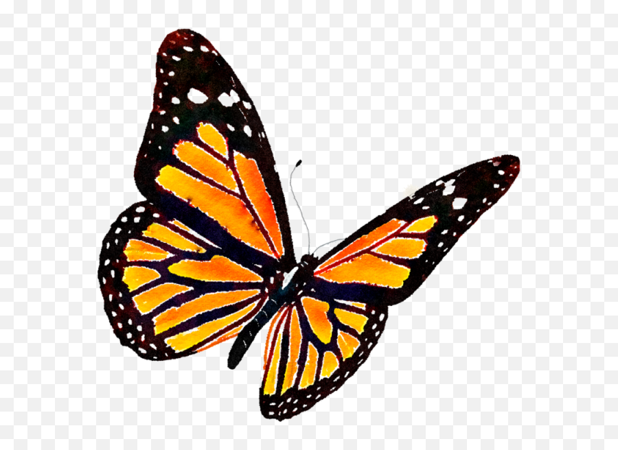 Library Of Monarch Butterfly Clip - Monarch Butterfly Png Emoji,Butterfly Png