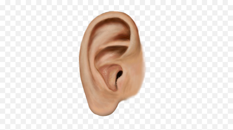Ear - Ear Png Emoji,Ear Png