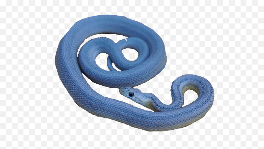 Blue Snake Png Blue Png Snake - Serpent Emoji,Snake Png