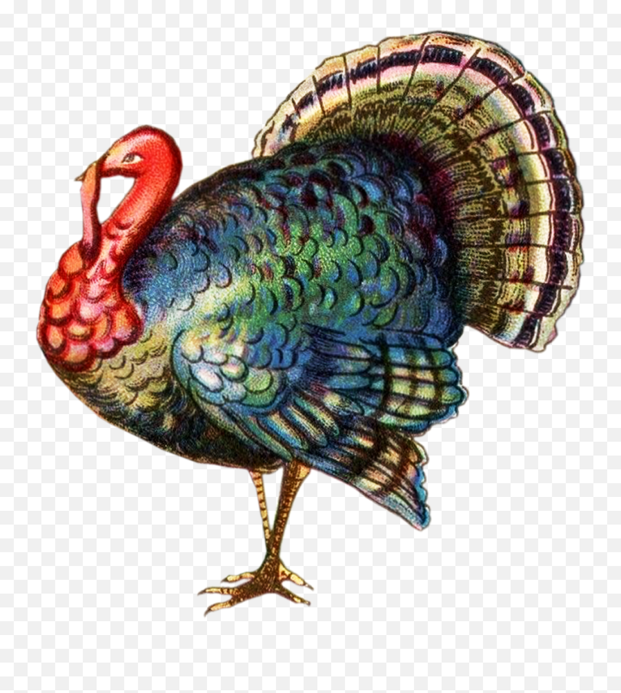 Free No Turkey Cliparts Download Free Clip Art Free Clip - Transparent Background Turkey Thanksgiving Clip Art Emoji,Thanksgiving Turkey Clipart