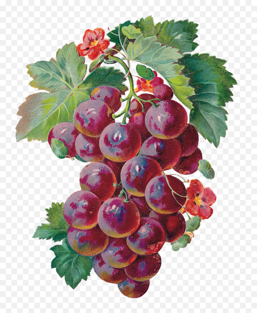 Grapes Clipart Vintage Grapes Vintage Transparent Free For - Grapes Gif Emoji,Grapes Clipart