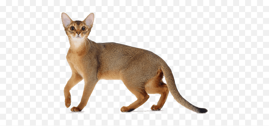 Abyssinian Cat Png Transparent Images Png All Emoji,Cat Nose Clipart