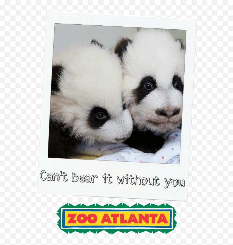 Send A Zoo Atlanta Pandagram - Zoo Atlanta Emoji,Zoo Atlanta Logo