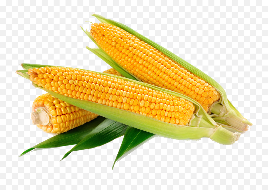Free Transparent Waxy Corn Png Download - Corn On The Cob Emoji,Corn Png