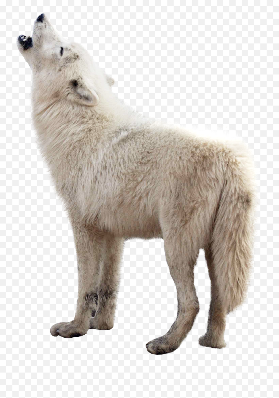 Wolves Clipart Clear Background Wolves - Arctic Wolf Transparent Background Emoji,Free Transparent Background