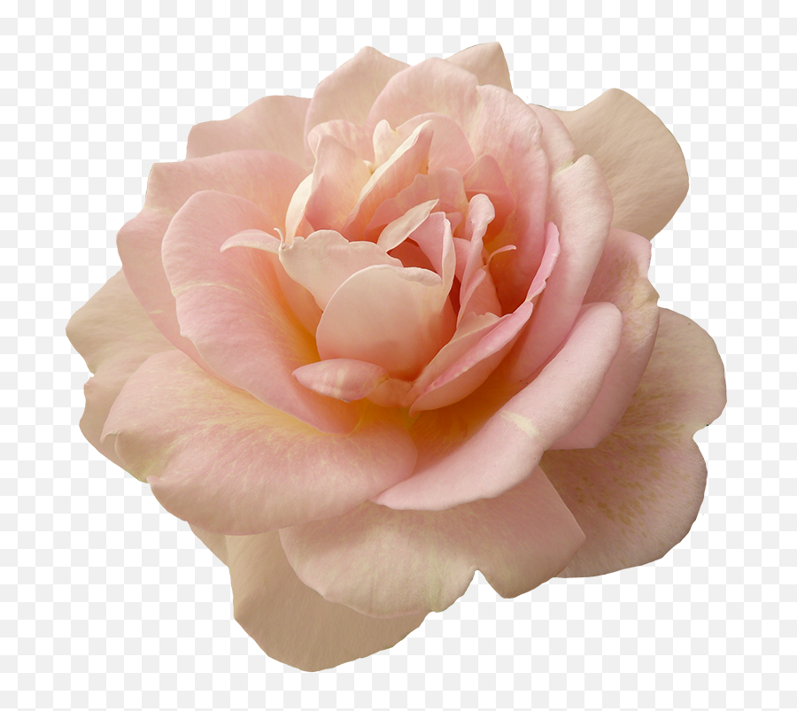 Pngs For Moodboards Aesthetic Stickers Flowers Pink Flowers - Pink White Roses Png Emoji,Aesthetic Png
