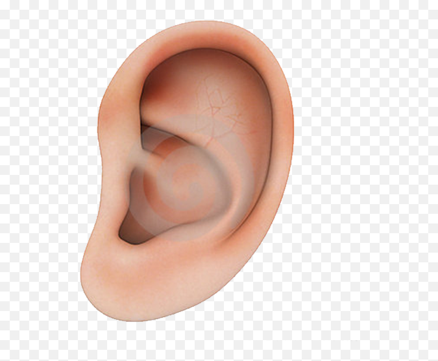 Human Ear Structure Png Download - Human Ear Transparent Background Emoji,Ear Png