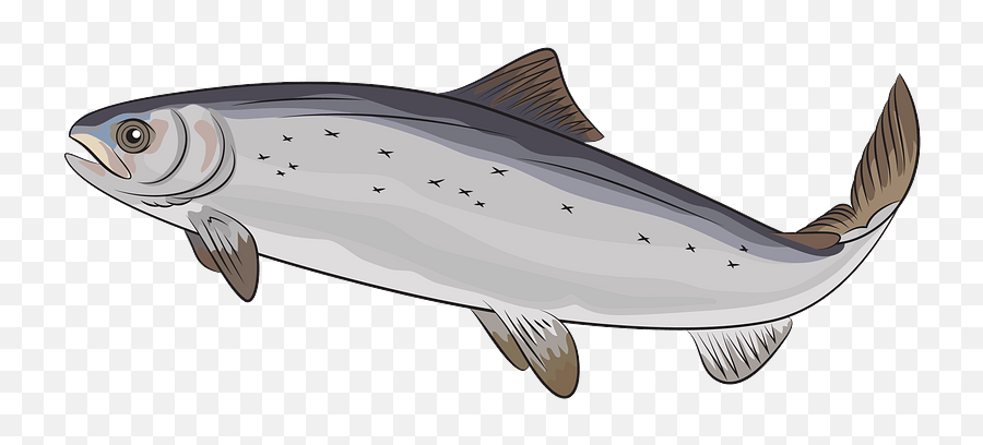 Atlantic Salmon Clipart - Salmo Salar Png Emoji,Salmon Clipart