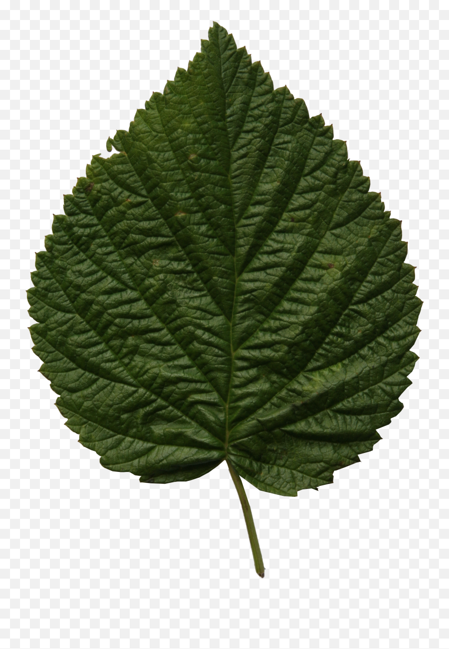 Png Leaves U2013 Free Cut Out People Trees And Leaves - Linden Leaf Emoji,Leaf Transparent