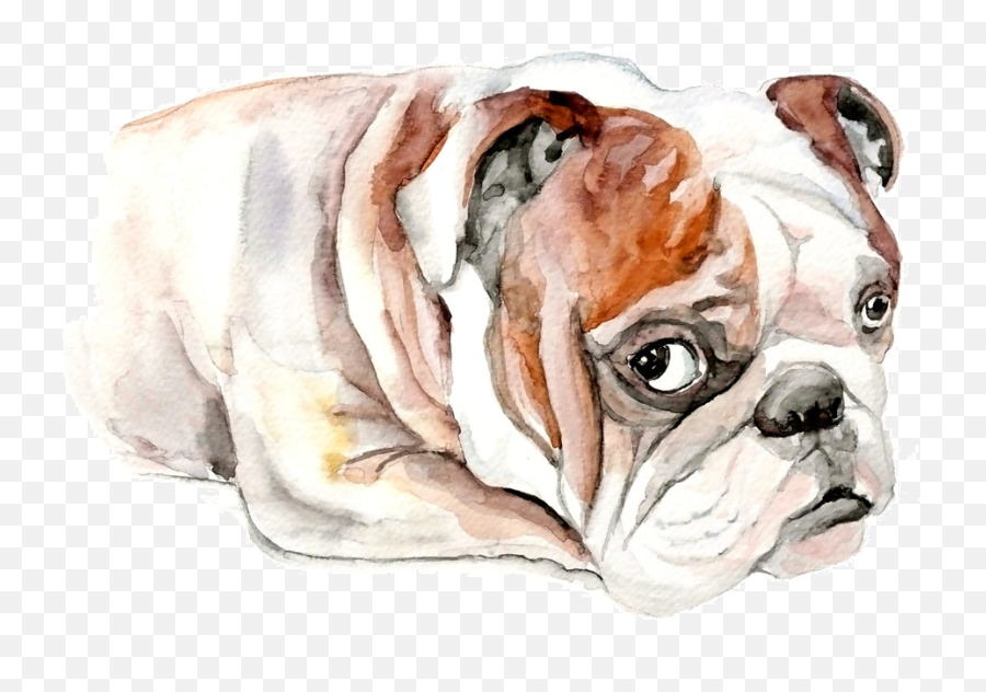 French Bulldog Clip Art - Bulldog Transparent Cartoon Emoji,English Bulldog Clipart