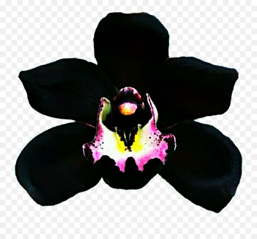 Clipart Resolution 1024921 - Single Black Orchid Flower Emoji,Orchid Clipart Black And White
