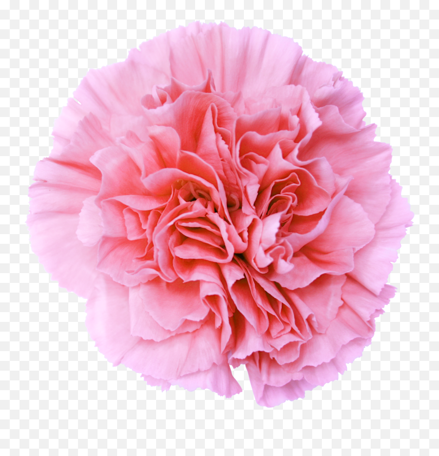 Pink Flower Transparent Background - Flower No Background Emoji,Flower Transparent Background