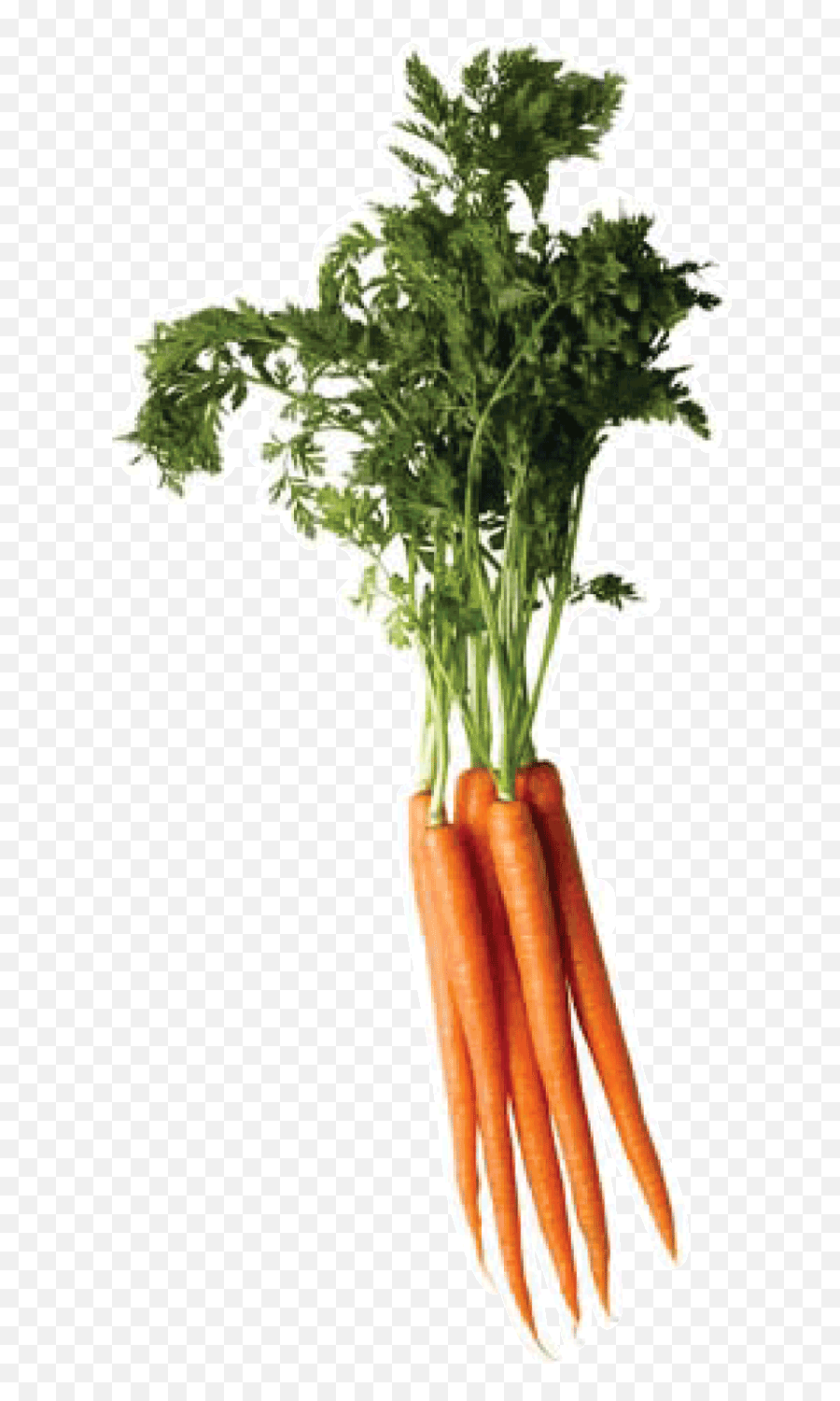 Carrot Png Image Emoji,Carrot Png