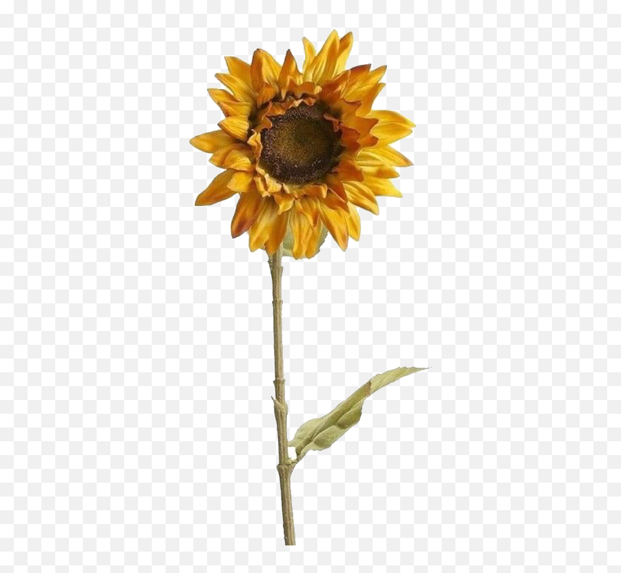 Aesthetic Artwork Png Clipart Png Mart - Transparent Aesthetic Sunflower Png Emoji,Aesthetic Png