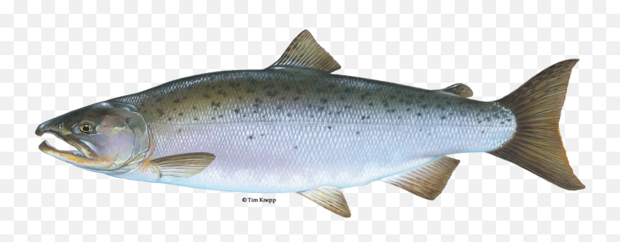 Salmon Fish Name In Marathi - Kwakiutl Salmon Emoji,Salmon Clipart