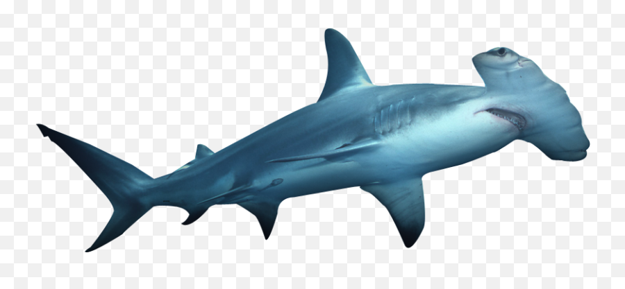 Hammerhead Shark Png Hd Transparent - Hammerhead Shark Png Emoji,Shark Transparent Background