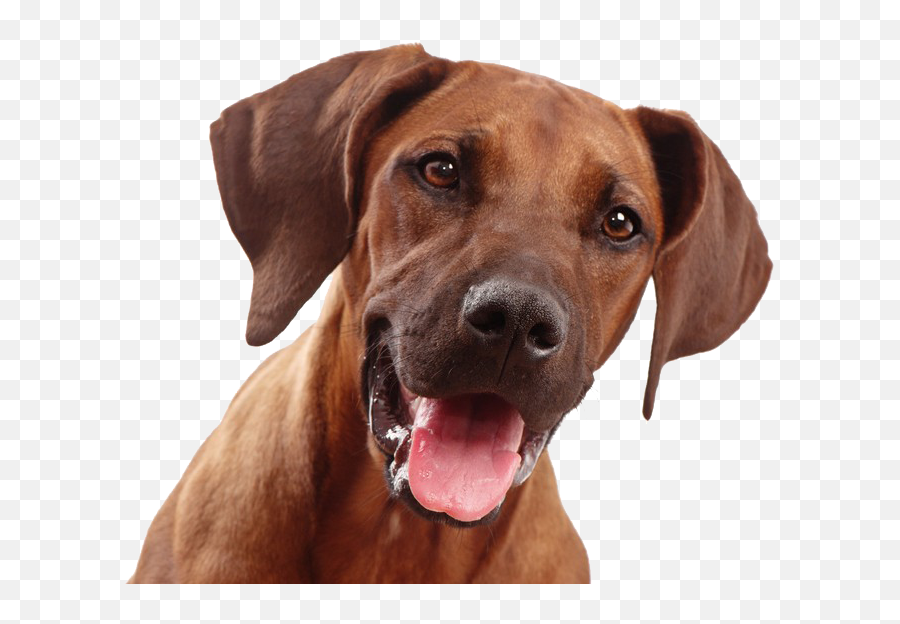 Dog Face Png 3 - Rhodesian Ridgeback With Transparent Background Emoji,Dog Face Clipart