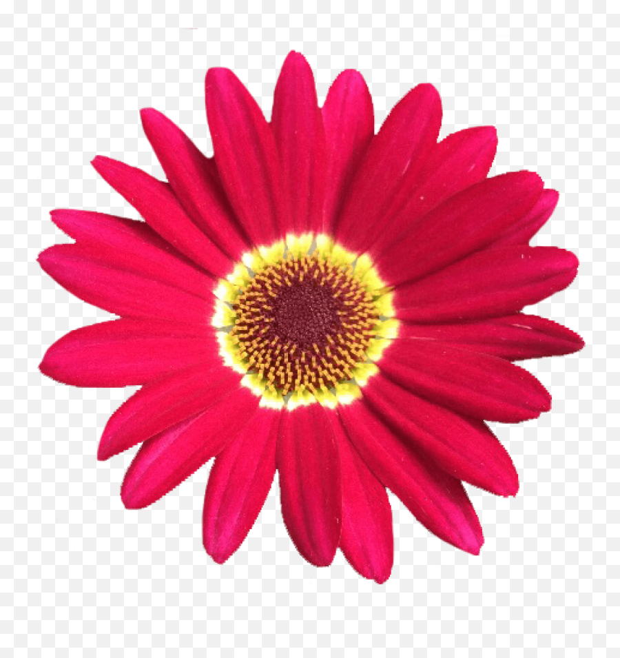 Grandaisy Red - Sunshine Face Emoji,Daisy Transparent Background