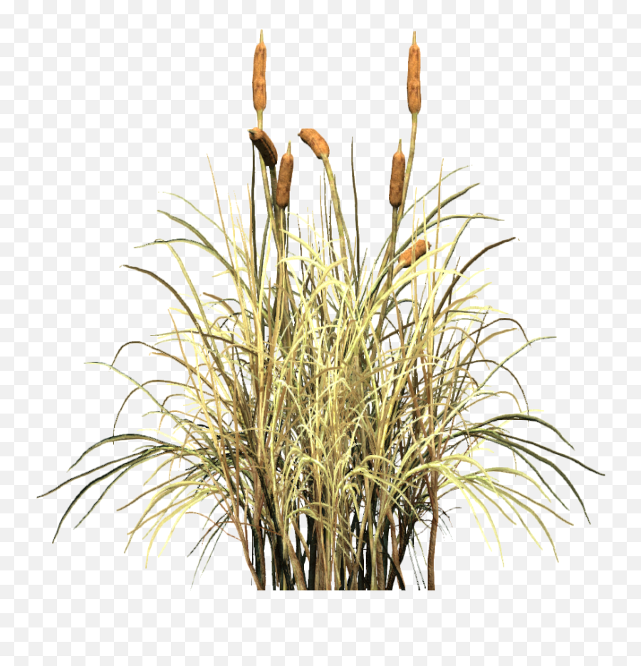 Cattails Png Clipart Images Gallery For - Cattail Png Emoji,Cat Tail Clipart