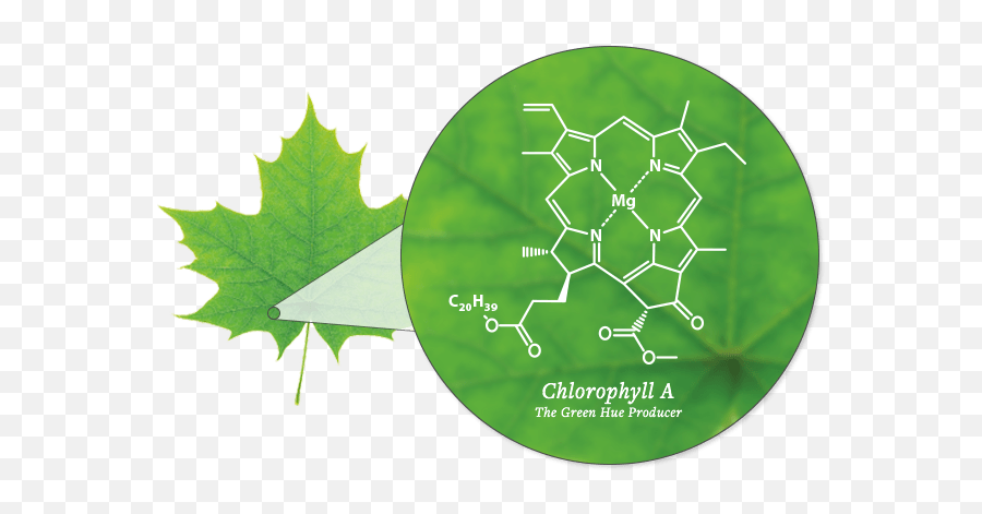 2020 Fall Foliage Map U0026 Nationwide Peak Leaf Forecast - Diagram Chlorophyll In Leaves Emoji,Fall Leaves Transparent