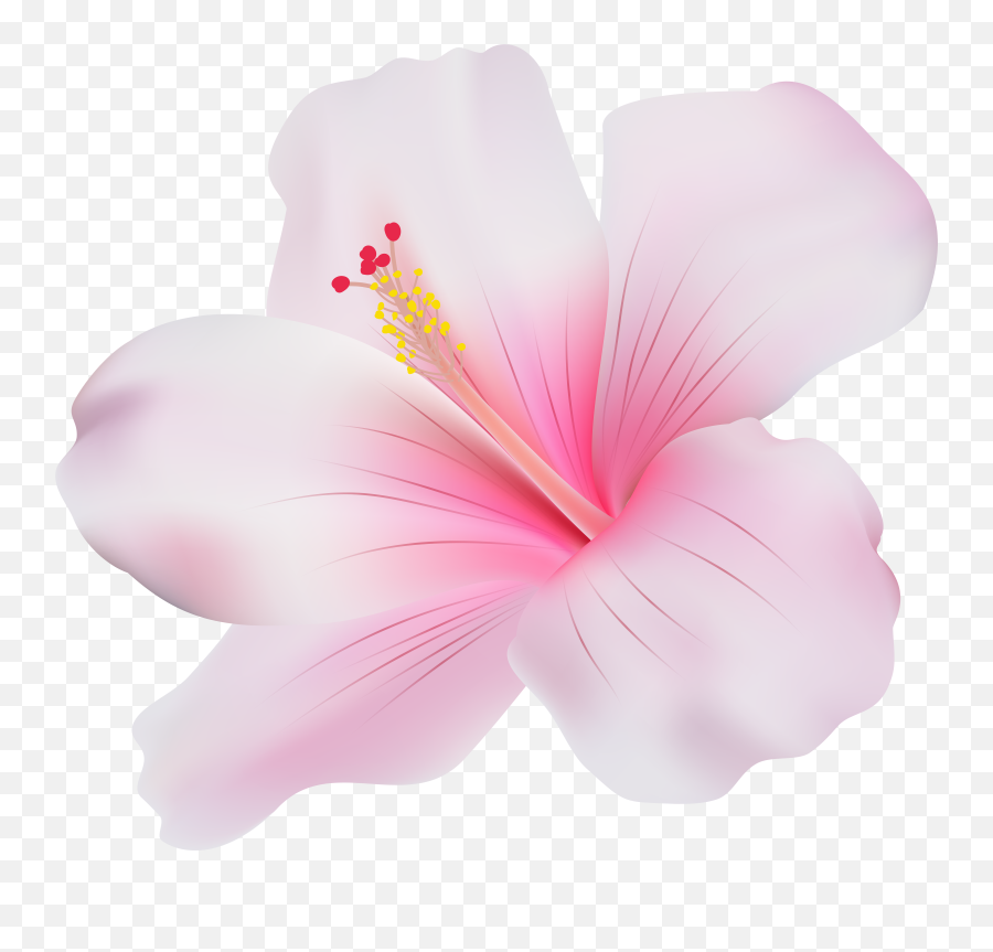 Hd Hibiscus Clipart Png Transparent Png Emoji,Hibiscus Clipart
