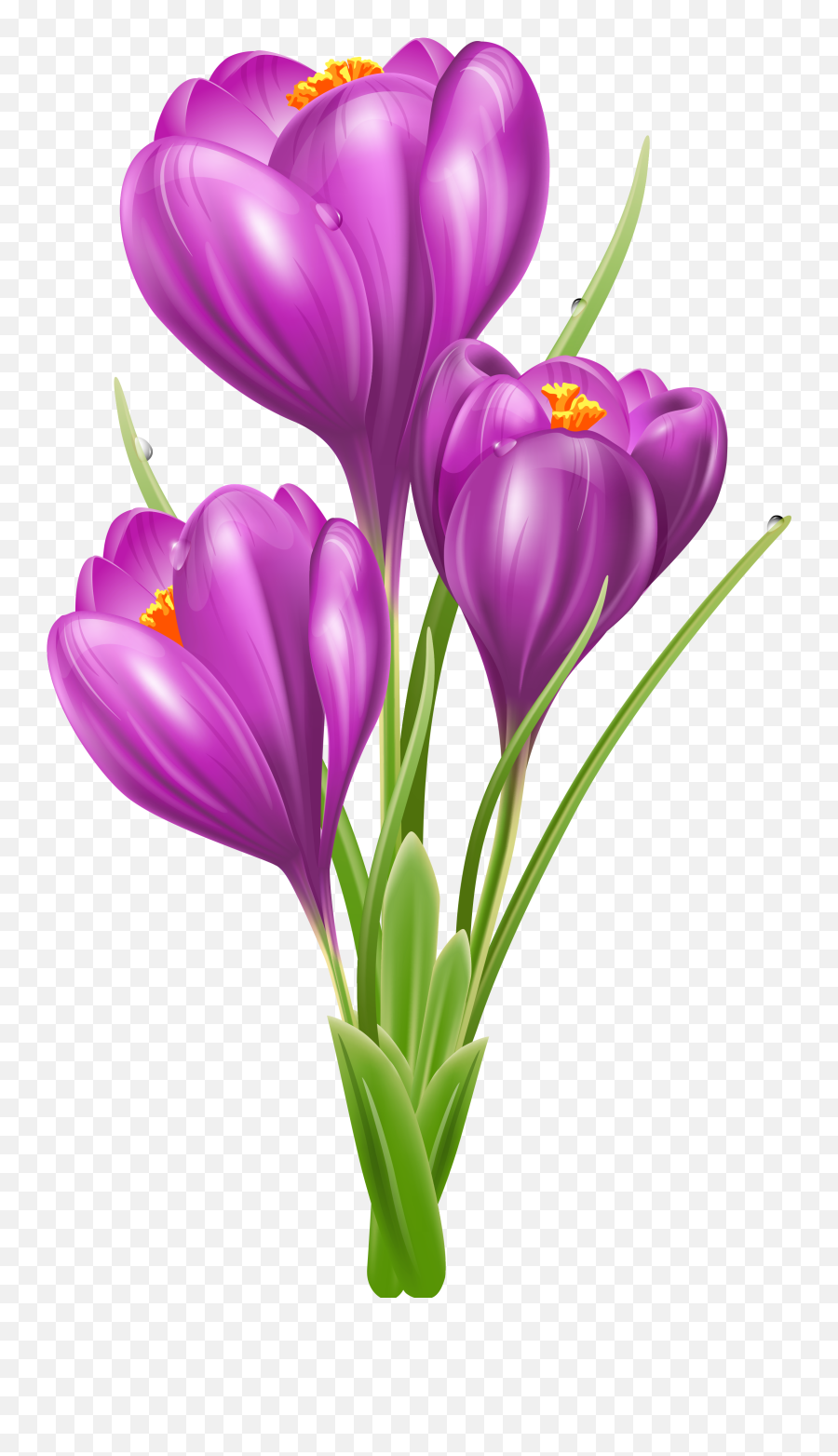 Transparent Crocus Png Clipart Picture Flower Painting - Crocus Flower Clipart Emoji,Flower Clipart Transparent