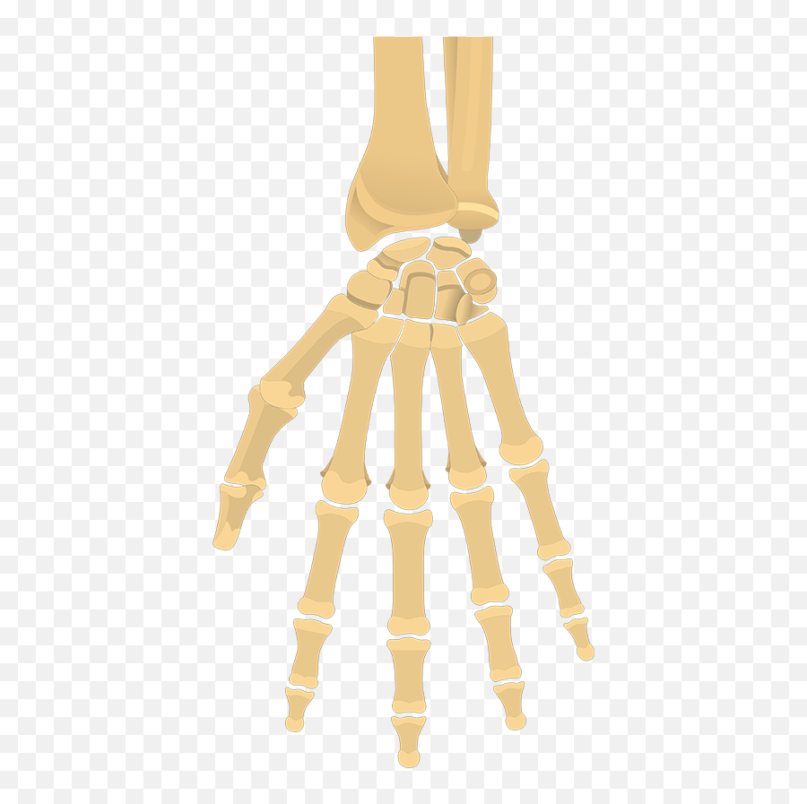 General Anatomy Of The Hand And Wrist Bones - Skeleton Of Hand Palmar Aspect Emoji,Skeleton Hand Png