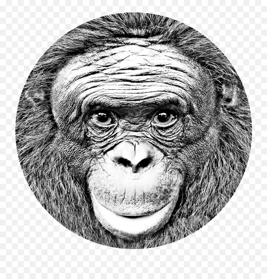 Ape Initiative Emoji,Chimp Png