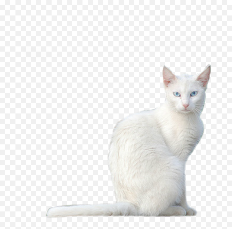 White Cat Png Transparent Background Free Download 40369 - Soft Emoji,Cat Png
