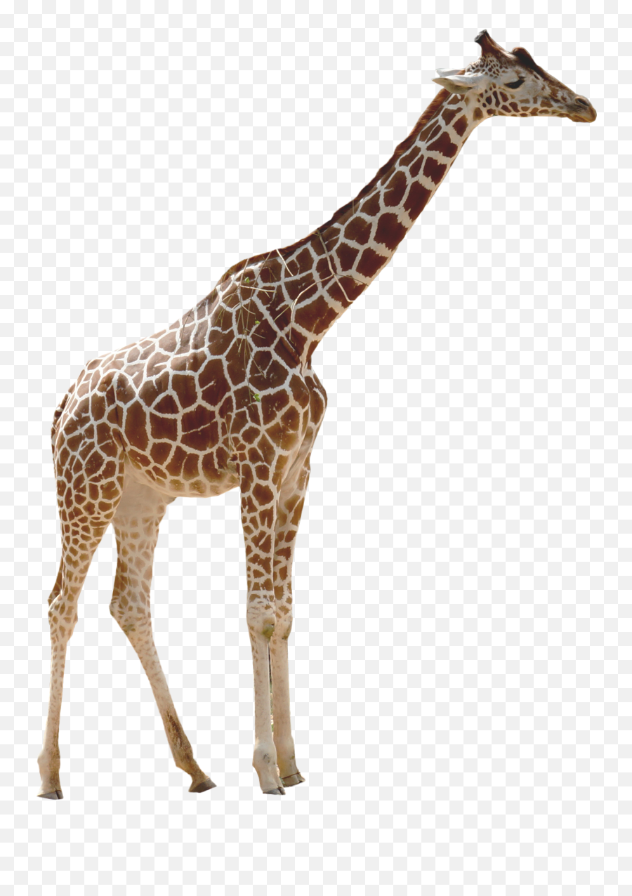 Giraffe Clipart Free Download Giraffe - Giraffe Png Emoji,Giraffe Clipart