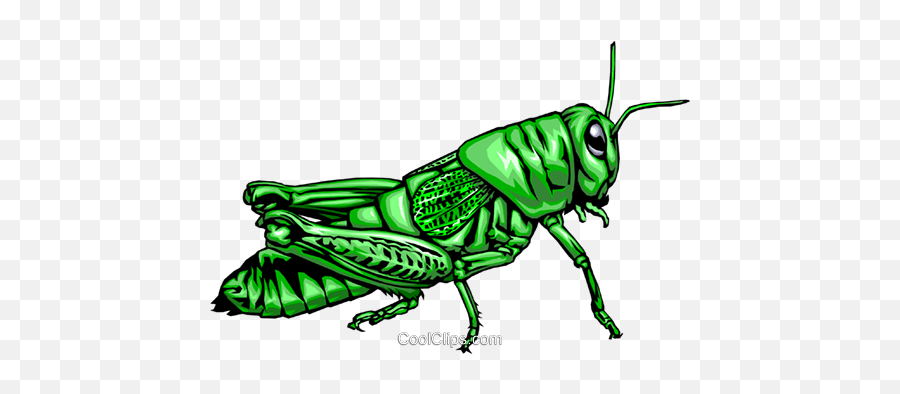 Grasshopper Royalty Free Vector Clip - Gafanhoto Png Emoji,Grasshopper Clipart