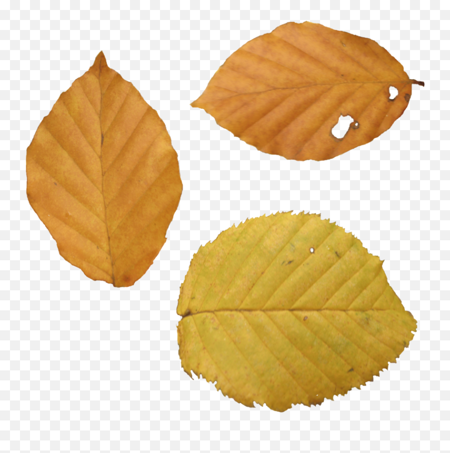 Download Autumn Leaves Free Png Transparent Image And Clipart - Transparent Dry Leaves Png Emoji,Fall Leaves Transparent Background