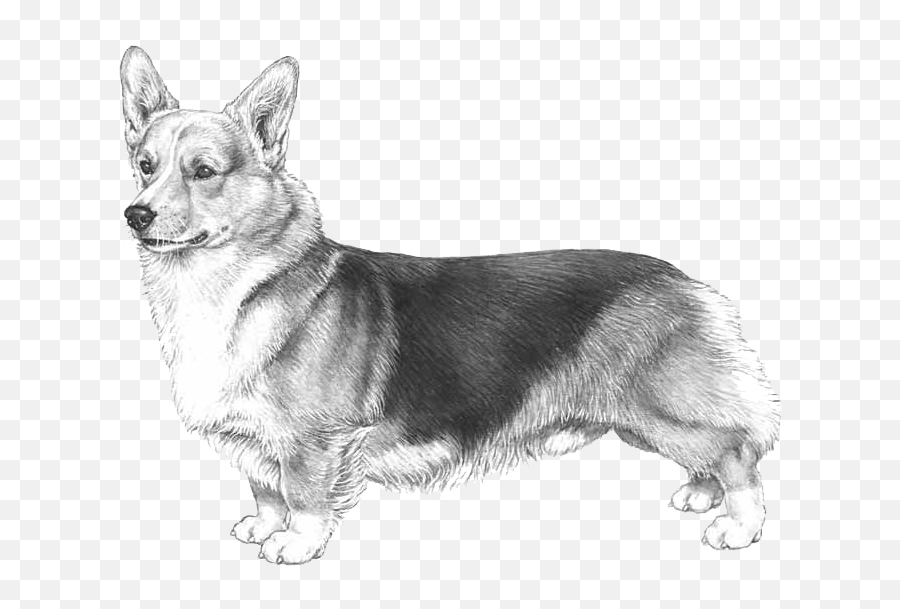 Dog Breed Info - Pembroke Welsh Corgi Emoji,Corgi Transparent