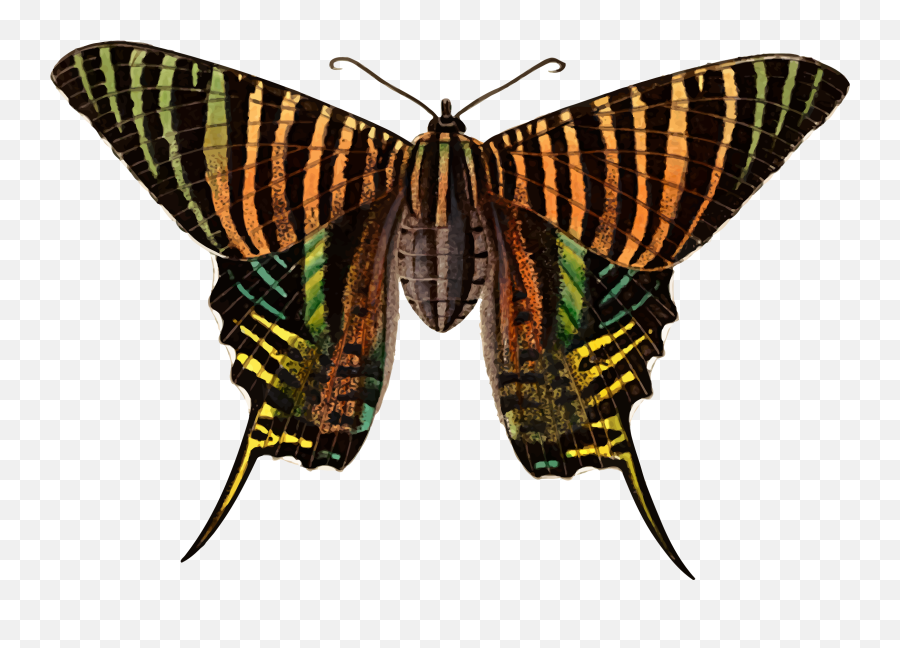 Transparent Moth Big - Brushfooted Butterflies Urania Emoji,Moth Transparent