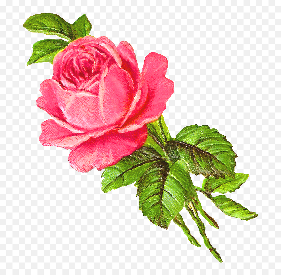 Download Pink Rose Clipart Botanical Illustration - Pink Art Rose Flower Draw Emoji,Pink Rose Clipart