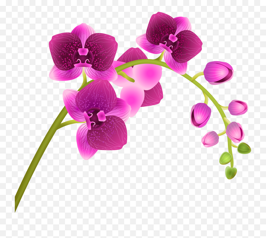 Columbian Orchid Cliparts Png Images - Orchid Clipart Png Emoji,Orchid Clipart