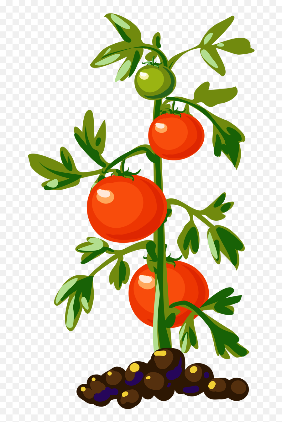 Download Tomato Plant Tomato Plants Tomato Tree Food - Tomato Plant Clipart Emoji,Food Clipart