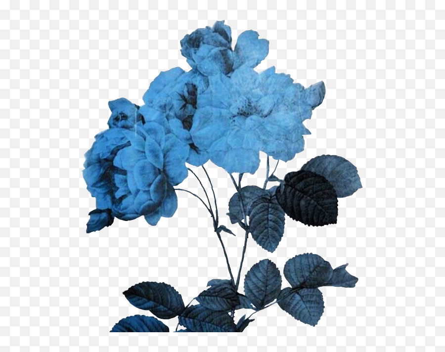 Aesthetic Flower Art Transparent Png - Transparent Blue Aesthetic Png Emoji,Aesthetic Transparent
