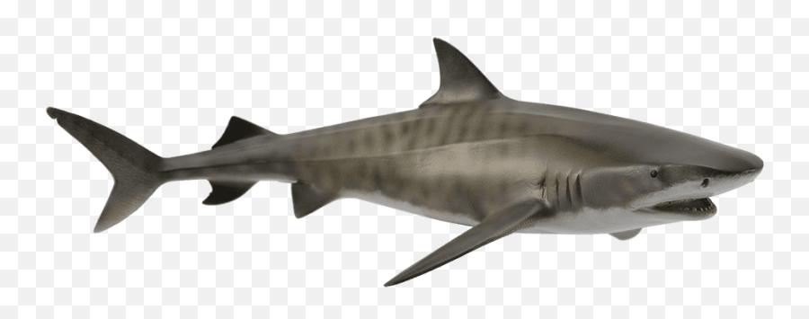 Sand Tiger Shark Silhouette Gif - Peepsburgh Emoji,Shark Head Clipart