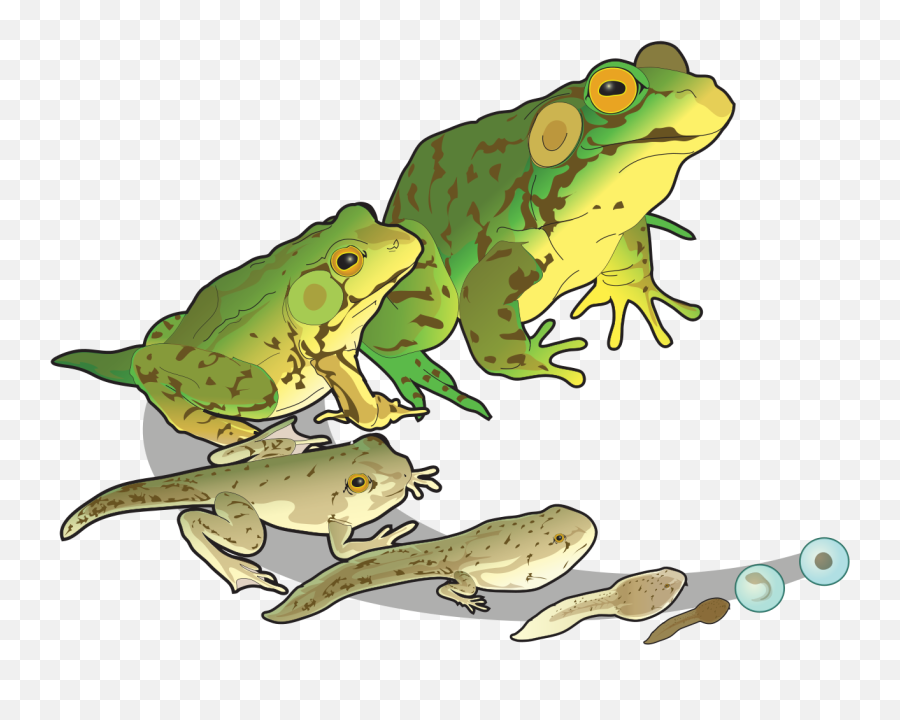 Scheduling An Appointment With Death By Treveni Mukherjee Emoji,Frog Pond Clipart