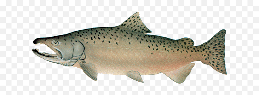 Library Of Free Clipart Stock Images Of - Chinook Salmon Drawing Emoji,Salmon Clipart