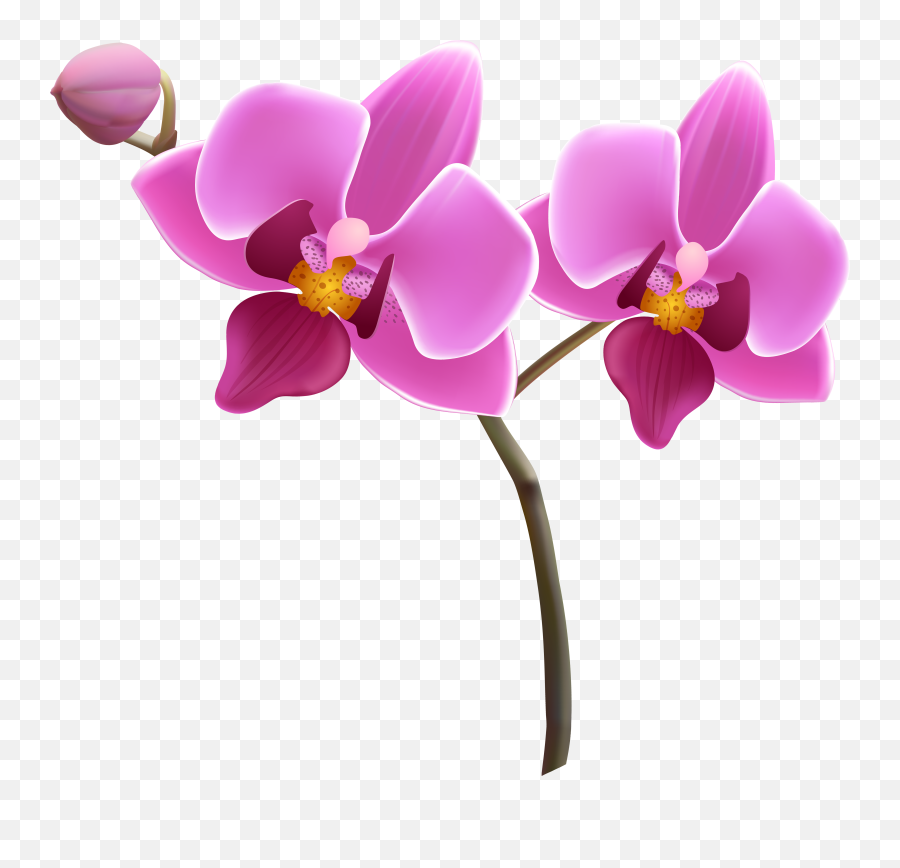 Free Orchid Cliparts Png Images - Orchids Clipart Png Emoji,Orchid Clipart