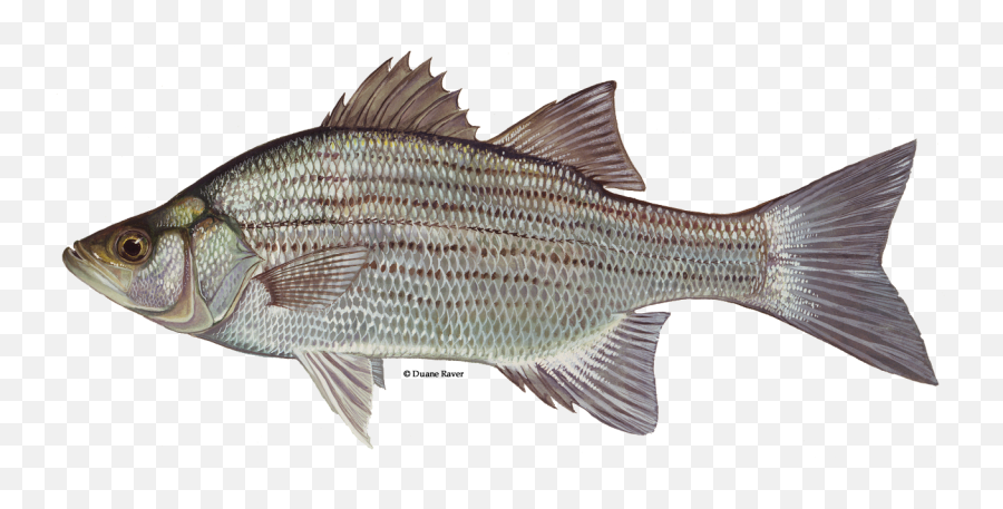 White Bass - White Bass Emoji,Bass Fish Png