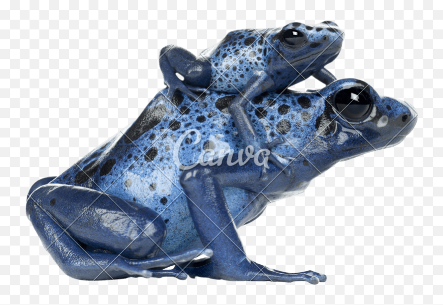 Free Poison Dart Frog Transparent Png - Blue Poison Dart Frogs Endangered Emoji,Frog Transparent
