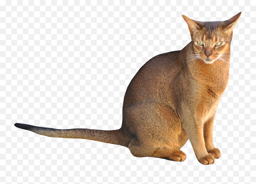 357 Transparent Cat Png Images Purepng Free Transparent - Abyssinian Cat No Background Emoji,Cat Png